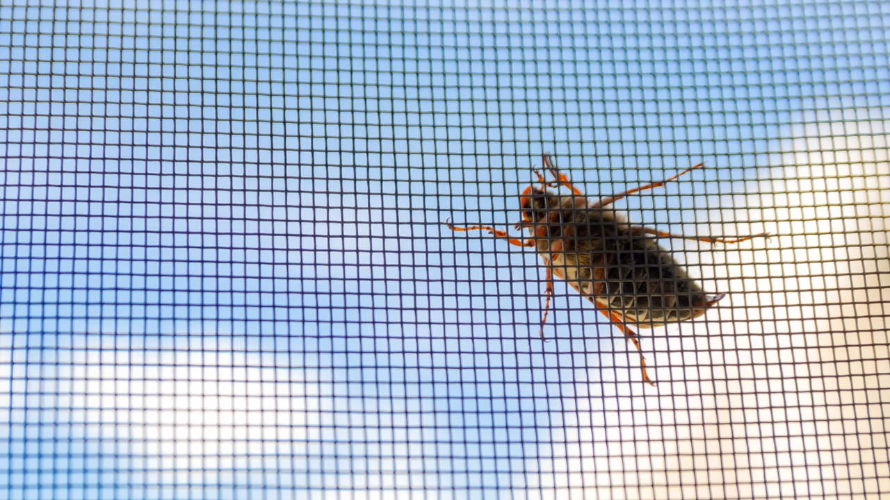 25 Mesh Imported Insect Net