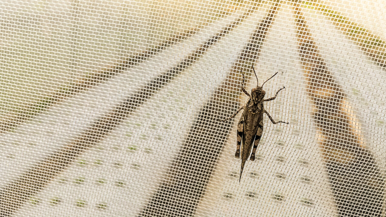 Imported Insect Nets